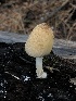  (Coprinellus sp. TAC612 - MO529358)  @11 [ ] CreativeCommons - Attribution Share-Alike (2023) Unspecified Arizona Mushroom Society