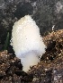  (Coprinopsis sp. TAC616 - MO530009)  @11 [ ] CreativeCommons - Attribution Share-Alike (2023) Unspecified Arizona Mushroom Society