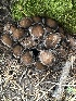  ( - MO527430)  @11 [ ] CreativeCommons - Attribution Share-Alike (2023) Unspecified Arizona Mushroom Society