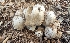  ( - MO547102)  @11 [ ] CreativeCommons - Attribution Share-Alike (2024) Unspecified Arizona Mushroom Society