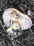  ( - MO528223)  @11 [ ] CreativeCommons - Attribution Share-Alike (2023) Unspecified Arizona Mushroom Society