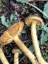  ( - MO528225)  @11 [ ] CreativeCommons - Attribution Share-Alike (2023) Unspecified Arizona Mushroom Society