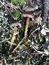  (Cortinarius desertorum - MO528227)  @11 [ ] CreativeCommons - Attribution Share-Alike (2023) Unspecified Arizona Mushroom Society