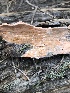  (Erythricium - MO518587)  @11 [ ] CreativeCommons - Attribution Share-Alike (2023) Unspecified Arizona Mushroom Society