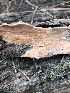  ( - MO518587)  @11 [ ] CreativeCommons - Attribution Share-Alike (2023) Unspecified Arizona Mushroom Society