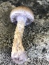  ( - MO525461)  @11 [ ] CreativeCommons - Attribution Share-Alike (2023) Unspecified Arizona Mushroom Society