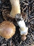  (Cortinarius sp. TAC2026a - MO528442)  @11 [ ] CreativeCommons - Attribution Share-Alike (2023) Unspecified Arizona Mushroom Society