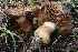  ( - MO530883)  @11 [ ] CreativeCommons - Attribution Share-Alike (2023) Unspecified Arizona Mushroom Society