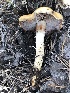  ( - MO468517)  @11 [ ] CreativeCommons - Attribution Share-Alike (2024) Unspecified Arizona Mushroom Society