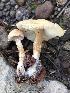  (Cystodermella cf. granulosa - MO528327)  @11 [ ] CreativeCommons - Attribution Share-Alike (2023) Unspecified Arizona Mushroom Society