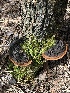  ( - MO518586)  @11 [ ] CreativeCommons - Attribution Share-Alike (2023) Unspecified Arizona Mushroom Society