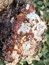  (Ganodermataceae - MO532881)  @11 [ ] CreativeCommons - Attribution Share-Alike (2023) Unspecified Arizona Mushroom Society