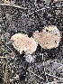  (Gautieria sp. TAC510 - MO519950)  @11 [ ] CreativeCommons - Attribution Share-Alike (2023) Unspecified Arizona Mushroom Society