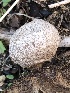  (Geastrum cf. hieronymi - MO546741)  @11 [ ] CreativeCommons - Attribution Share-Alike (2024) Unspecified Arizona Mushroom Society