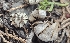  (Geastrum kotlabae - MO547105)  @11 [ ] CreativeCommons - Attribution Share-Alike (2024) Unspecified Arizona Mushroom Society
