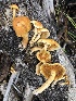  (Gymnopilus hybridus - MO468764)  @11 [ ] CreativeCommons - Attribution Share-Alike (2024) Unspecified Arizona Mushroom Society