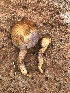  (Gymnopilus punctifolius - MO527418)  @11 [ ] CreativeCommons - Attribution Share-Alike (2023) Unspecified Arizona Mushroom Society