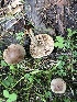  (Hebeloma praeolidum - MO524242)  @11 [ ] CreativeCommons - Attribution Share-Alike (2023) Unspecified Arizona Mushroom Society