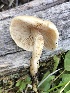  ( - MO526129)  @11 [ ] CreativeCommons - Attribution Share-Alike (2023) Unspecified Arizona Mushroom Society