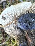  ( - MO552915)  @11 [ ] CreativeCommons - Attribution Share-Alike (2024) Unspecified Arizona Mushroom Society