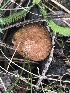  ( - MO524529)  @11 [ ] CreativeCommons - Attribution Share-Alike (2023) Unspecified Arizona Mushroom Society