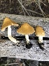  ( - MO526130)  @11 [ ] CreativeCommons - Attribution Share-Alike (2023) Unspecified Arizona Mushroom Society