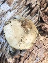  (Mallocybe leucothrix - MO530007)  @11 [ ] CreativeCommons - Attribution Share-Alike (2023) Unspecified Arizona Mushroom Society