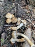  (Inocybe agglutinata - MO533847)  @11 [ ] CreativeCommons - Attribution Share-Alike (2023) Unspecified Arizona Mushroom Society