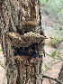  (Suhomyces atakaporum - MO527994)  @11 [ ] CreativeCommons - Attribution Share-Alike (2023) Unspecified Arizona Mushroom Society