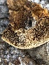  (Inocutis - MO537654)  @11 [ ] CreativeCommons - Attribution Share-Alike (2023) Unspecified Arizona Mushroom Society