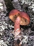  (Lactarius badiosanguineus - MO525462)  @11 [ ] CreativeCommons - Attribution Share-Alike (2023) Unspecified Arizona Mushroom Society