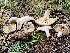  (Lactarius barrowsii - MO530930)  @11 [ ] CreativeCommons - Attribution Share-Alike (2023) Unspecified Arizona Mushroom Society