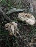  (Lentinus cf. tigrinus - MO533845)  @11 [ ] CreativeCommons - Attribution Share-Alike (2023) Unspecified Arizona Mushroom Society