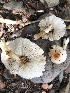  (Leucoagaricus sp. TAC566 - MO527511)  @11 [ ] CreativeCommons - Attribution Share-Alike (2023) Unspecified Arizona Mushroom Society
