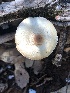  (Lepiota sp. TAC583 - MO527851)  @11 [ ] CreativeCommons - Attribution Share-Alike (2023) Unspecified Arizona Mushroom Society
