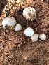  (Lycoperdon sp. TAC577 - MO527843)  @11 [ ] CreativeCommons - Attribution Share-Alike (2023) Unspecified Arizona Mushroom Society