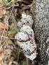  (Auricularia angiospermarum - MO490954)  @11 [ ] CreativeCommons  Attribution Non-Commercial Share-Alike (2021) Unspecified AMS