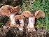  (Cortinarius elotoides - MO500043)  @11 [ ] CreativeCommons  Attribution Non-Commercial Share-Alike (2022) Unspecified AMS