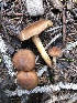  (Inocybe aff. pallidobrunnea - MO502012)  @11 [ ] CreativeCommons  Attribution Non-Commercial Share-Alike (2022) Unspecified AMS