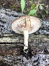  (Lactarius cf. pseudouvidus - MO502086)  @11 [ ] CreativeCommons  Attribution Non-Commercial Share-Alike (2022) Unspecified AMS