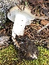  (Hygrophorus albofloccosus - MO502089)  @11 [ ] CreativeCommons  Attribution Non-Commercial Share-Alike (2022) Unspecified AMS