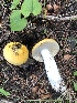  (Russula sp. TAC367 - MO502102)  @11 [ ] CreativeCommons  Attribution Non-Commercial Share-Alike (2022) Unspecified AMS