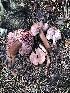  (Rhodocollybia sp. TAC395 - MO502361)  @11 [ ] CreativeCommons  Attribution Non-Commercial Share-Alike (2022) Unspecified AMS