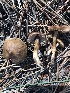  (Inocybe sp. TAC446 - MO502969)  @11 [ ] CreativeCommons  Attribution Non-Commercial Share-Alike (2022) Unspecified AMS