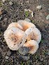  (Hygrophorus - MO504801)  @11 [ ] CreativeCommons  Attribution Non-Commercial Share-Alike (2022) Unspecified AMS