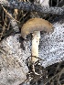  (Agrocybe cf. praecox - MO506046)  @11 [ ] CreativeCommons  Attribution Non-Commercial Share-Alike (2022) Unspecified AMS