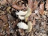  (Boletus sp. AZW2 - MO508860)  @11 [ ] CreativeCommons - Attribution Share-Alike (2023) Unspecified Arizona Mushroom Society