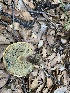  (Pulchroboletus - MO508874)  @11 [ ] CreativeCommons - Attribution Share-Alike (2023) Unspecified Arizona Mushroom Society