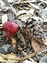  ( - MO509147)  @11 [ ] CreativeCommons - Attribution Share-Alike (2023) Unspecified Arizona Mushroom Society