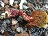  (Boletus cf. frostii - MO509148)  @11 [ ] CreativeCommons - Attribution Share-Alike (2023) Unspecified Arizona Mushroom Society